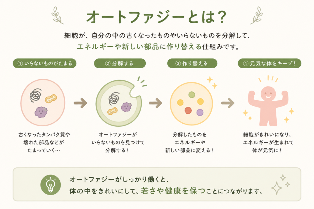 オートファジーとは？を絵で説明したもの
