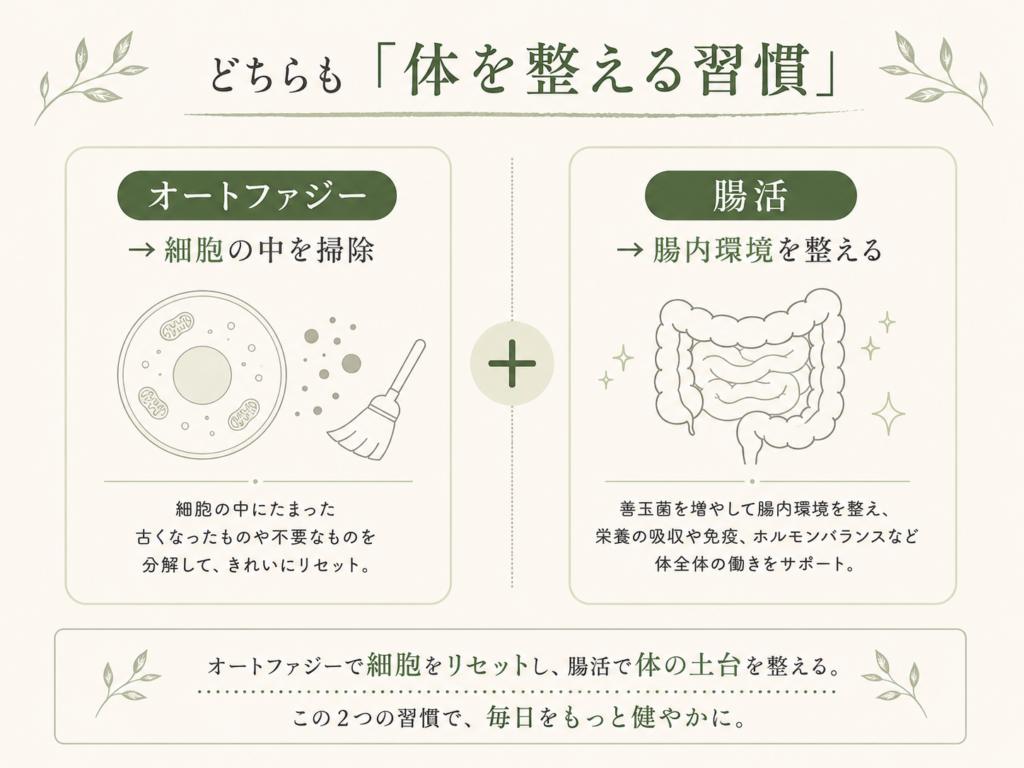 オートファジーと腸活、どちらも体を整えるという説明