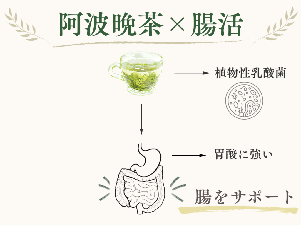 阿波晩茶と腸活の関係を示したもの
